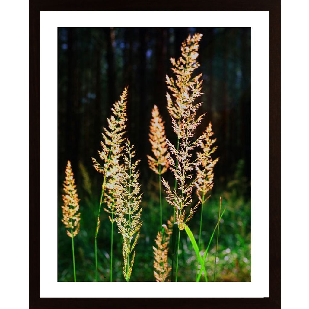 Blooming Grass Poster