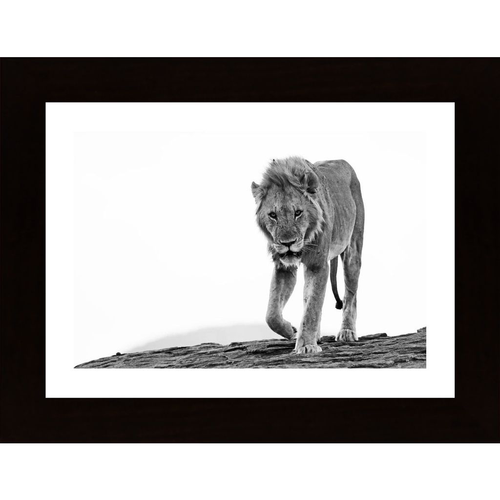 Lion Approaching 2 Poster