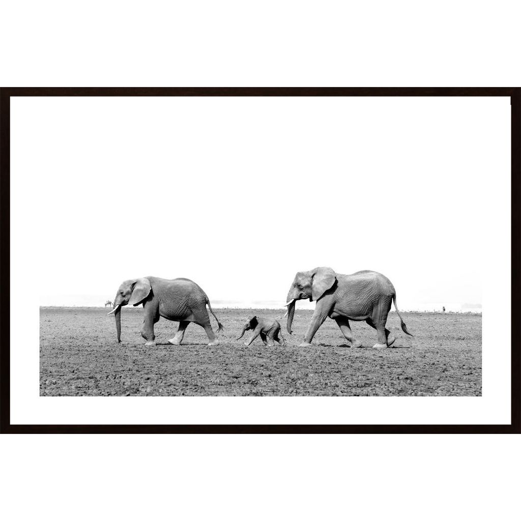 Elephants Plakát