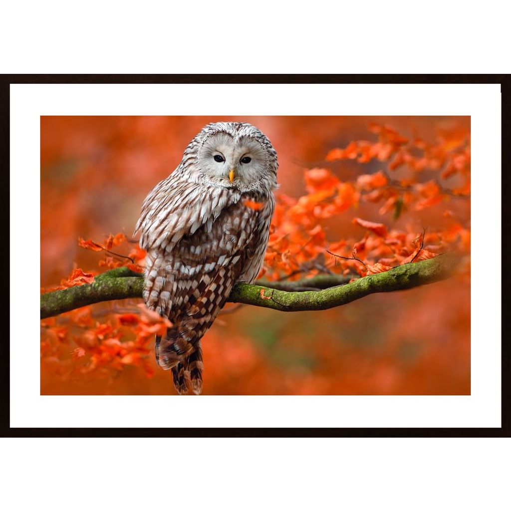 Owl In Autumn Tree Horizontal Affiche