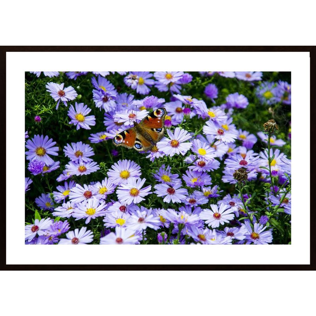 Barwny Motyl Affiche