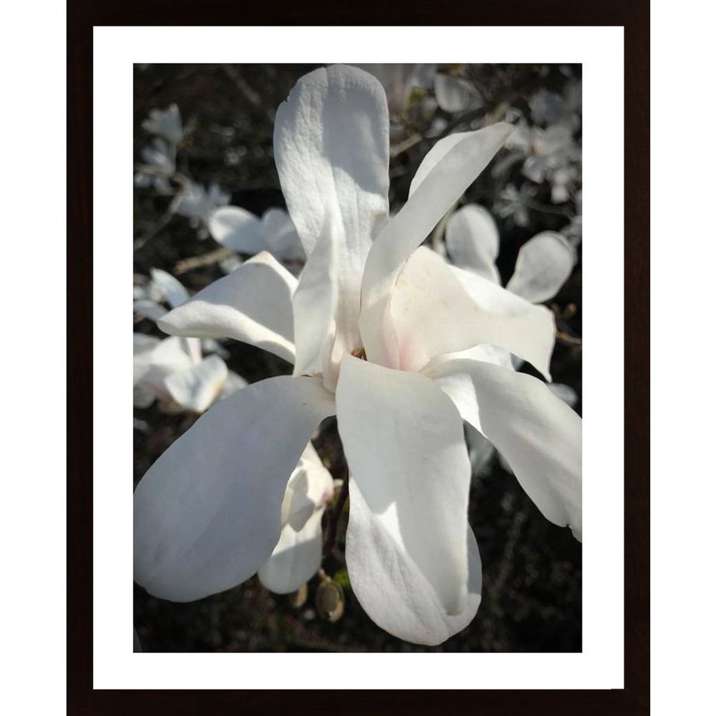 Magnolia In Bloom Poster
