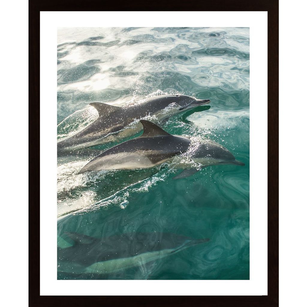Swimming Dolphins In The Sea Affiche
