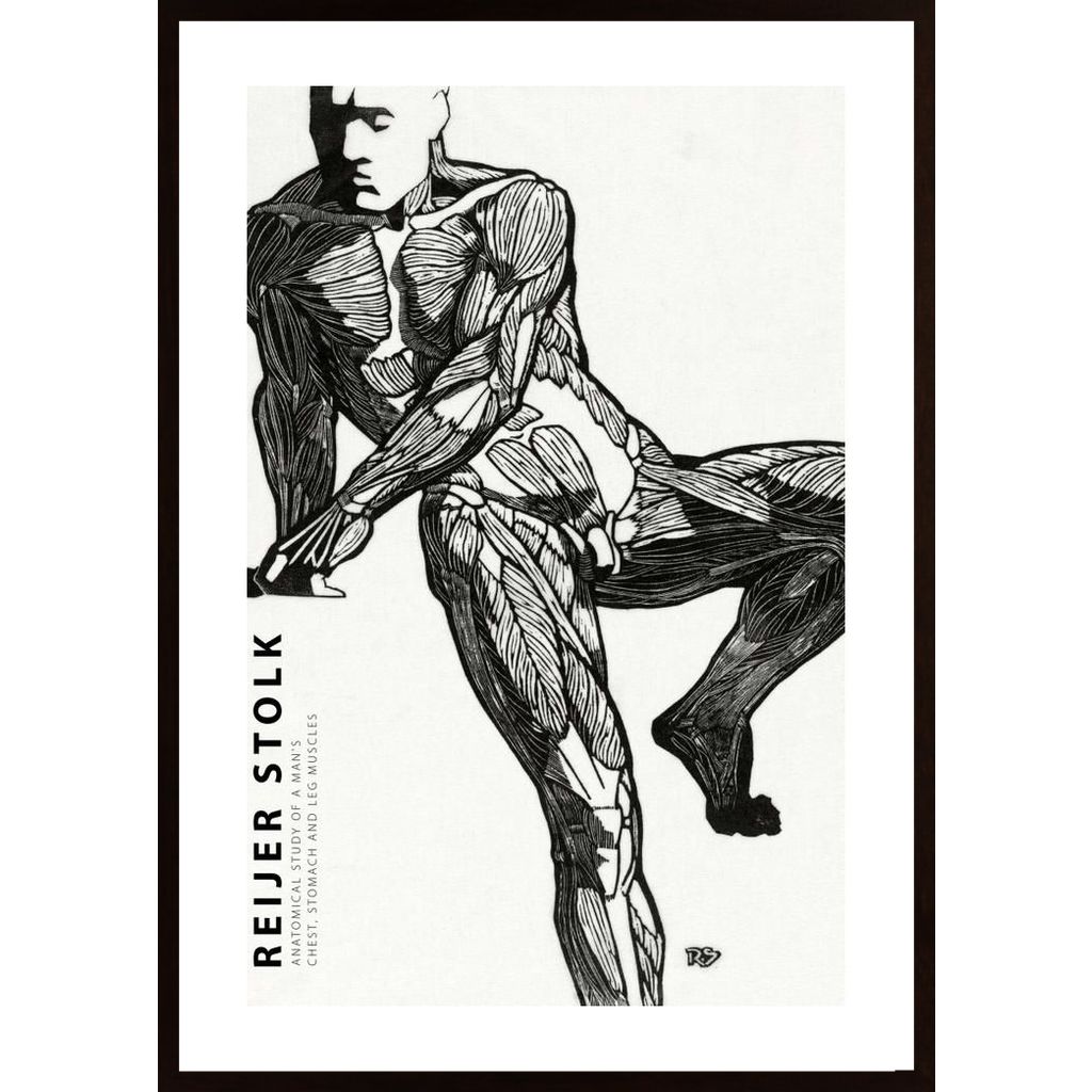 Stolk - Anatomical 3 Poster