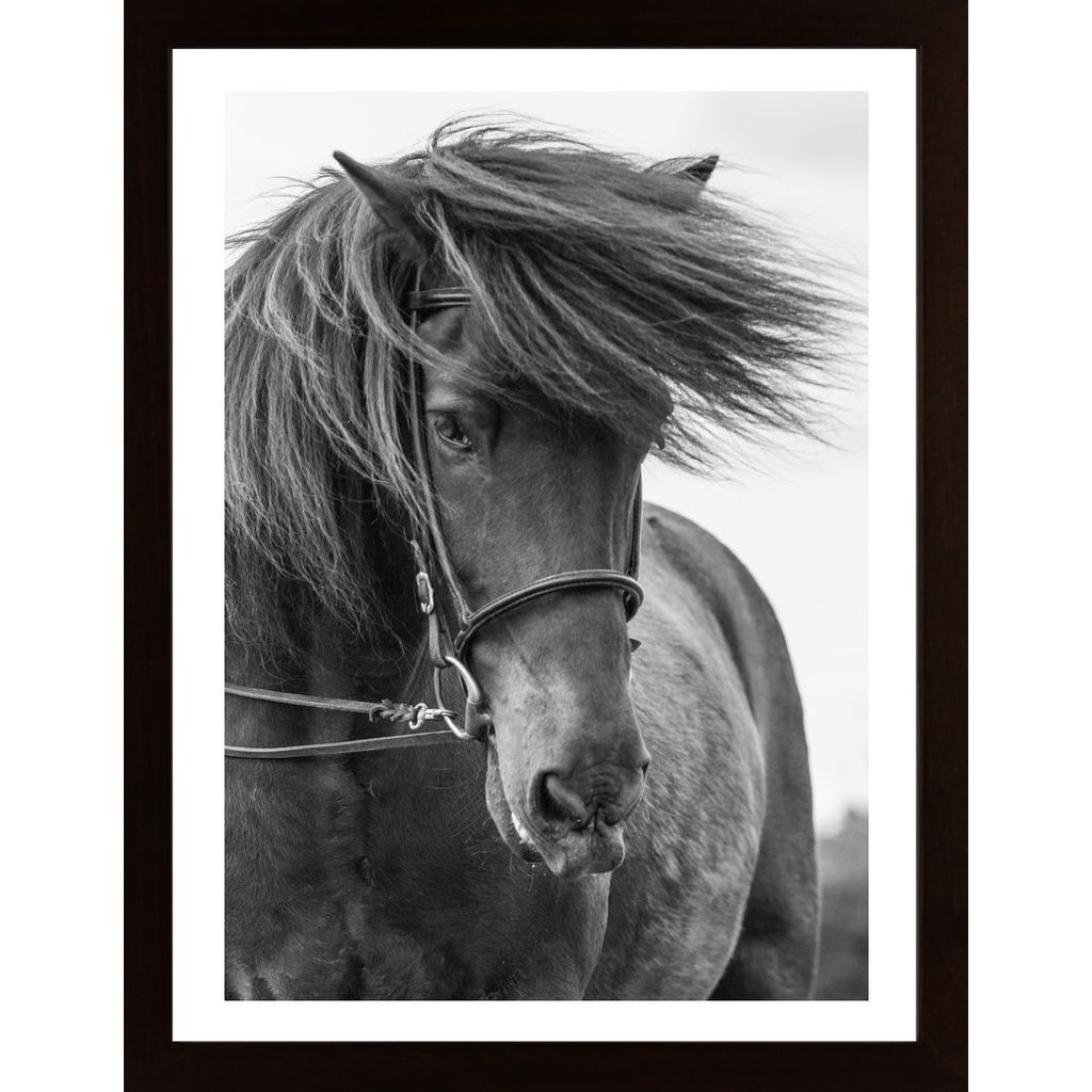 Portrait Horse Poster