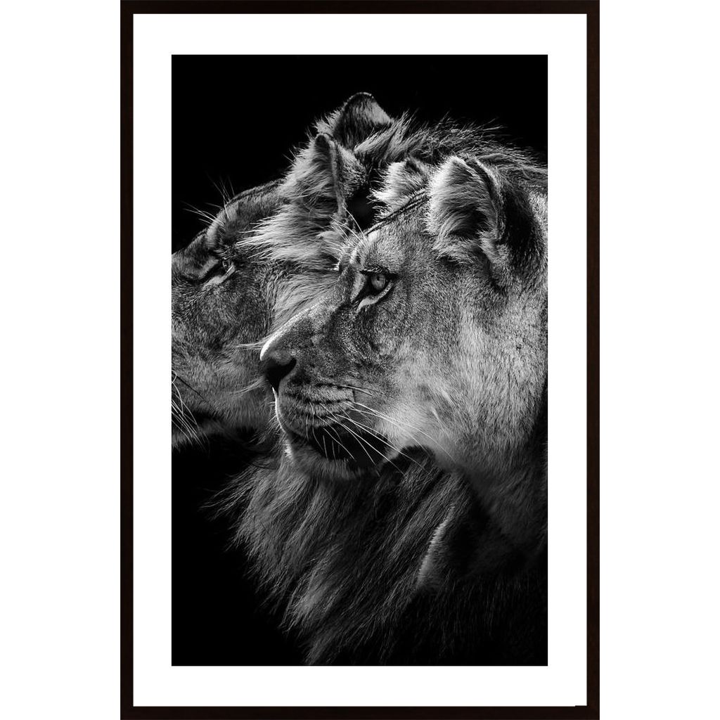 Lion And  Lioness Portrait Poster