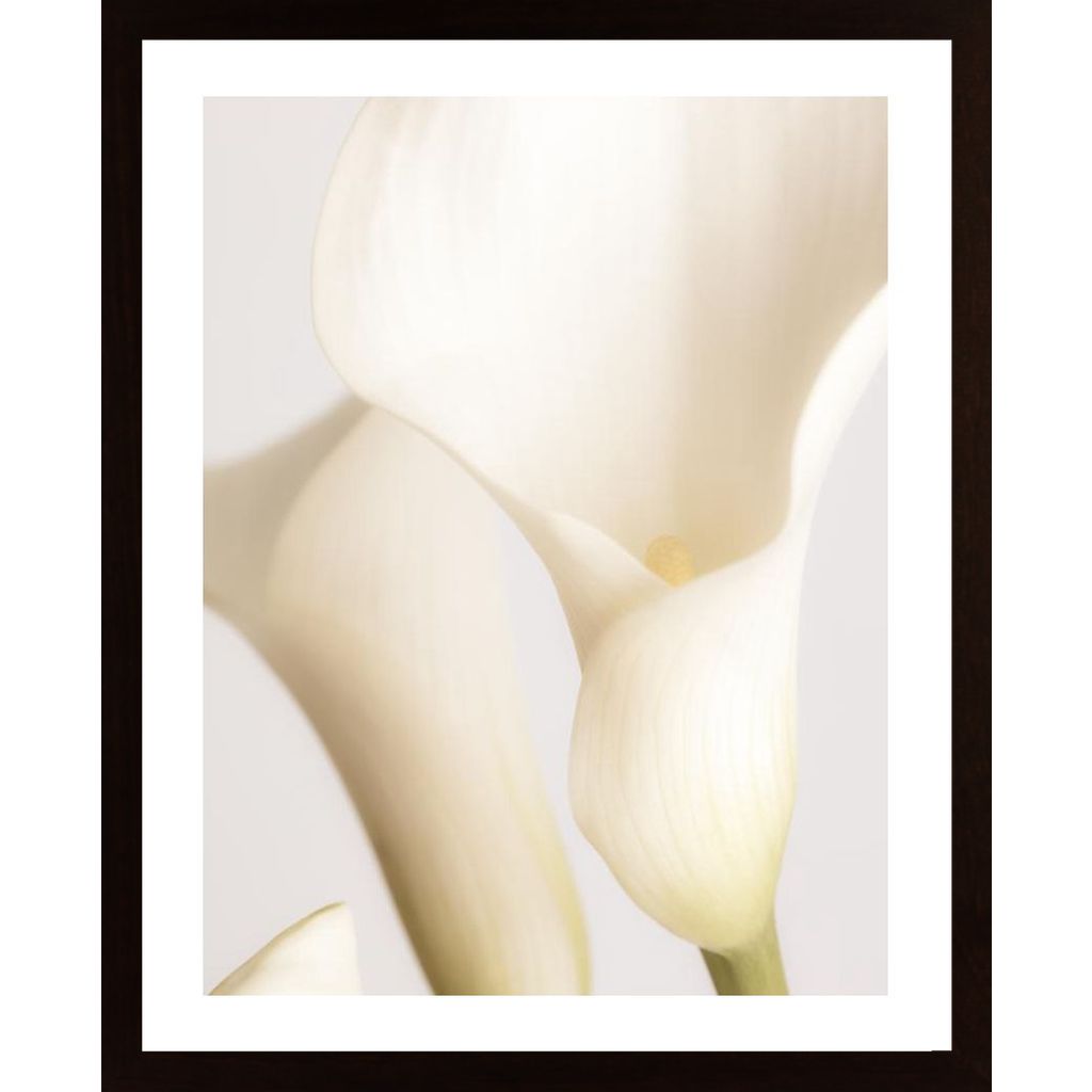 White Calla Lily No 2 Poster