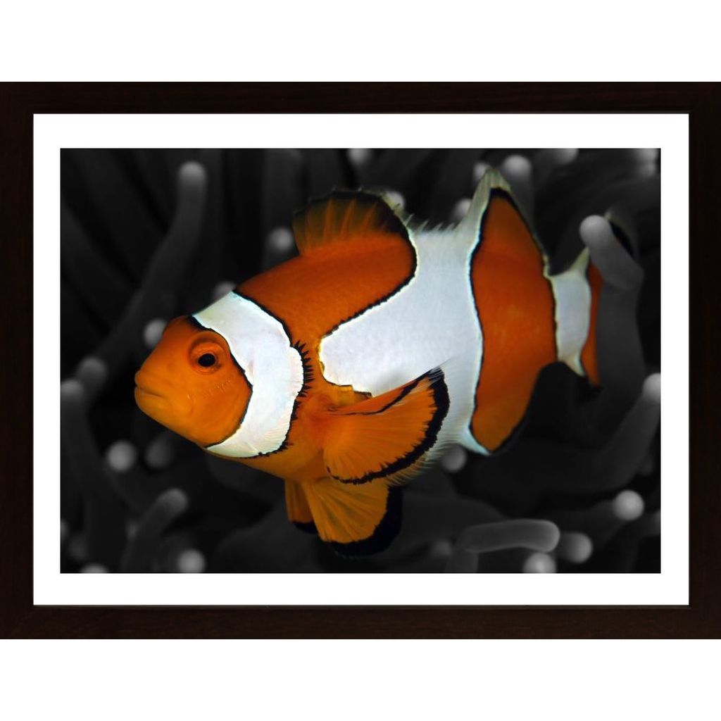Clownfish Affiche