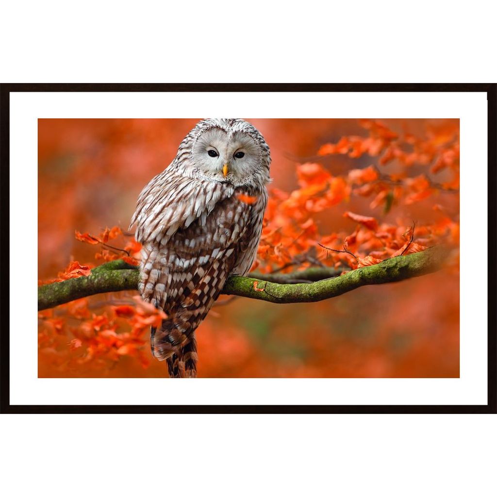 Owl In Autumn Tree Horizontal Poster