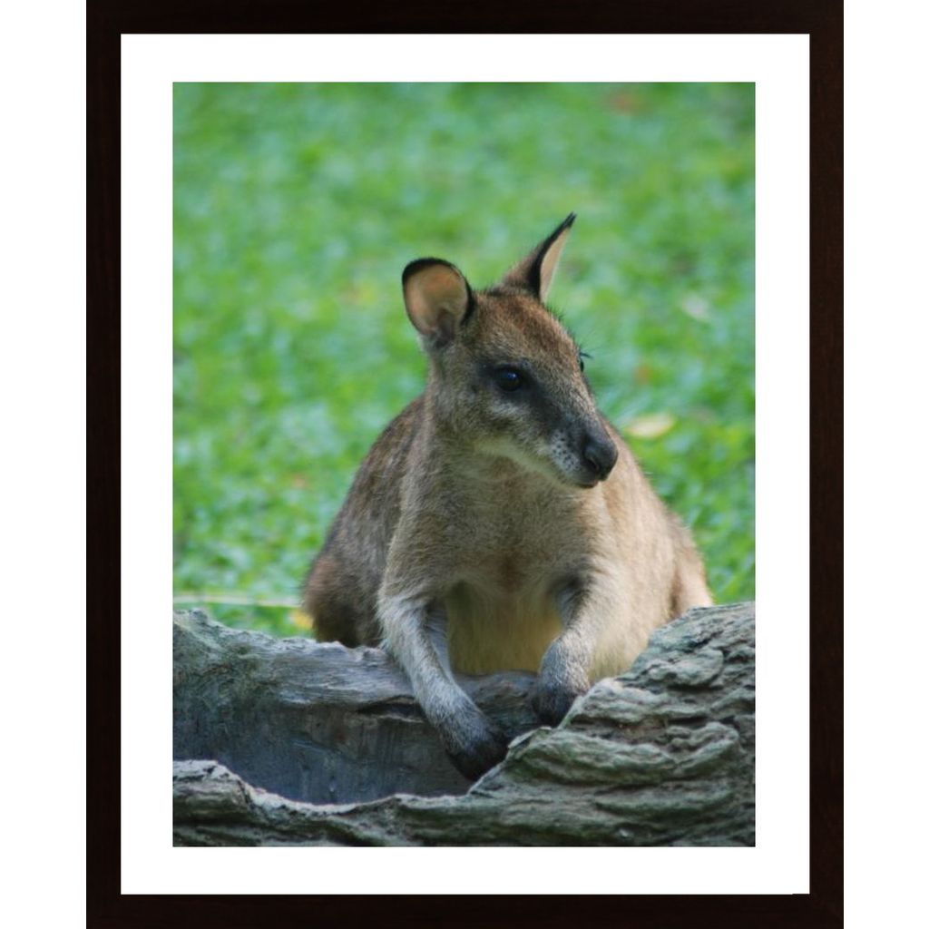 Kangaroo Plakat