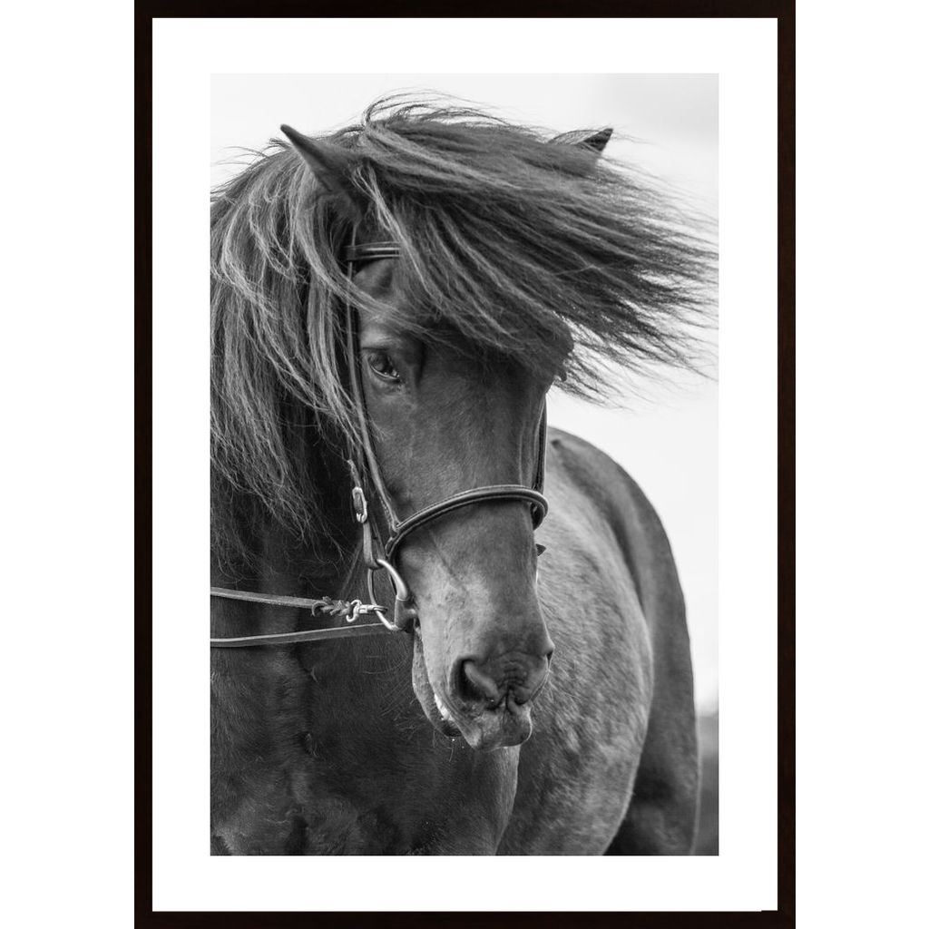 Portrait Horse Affiche
