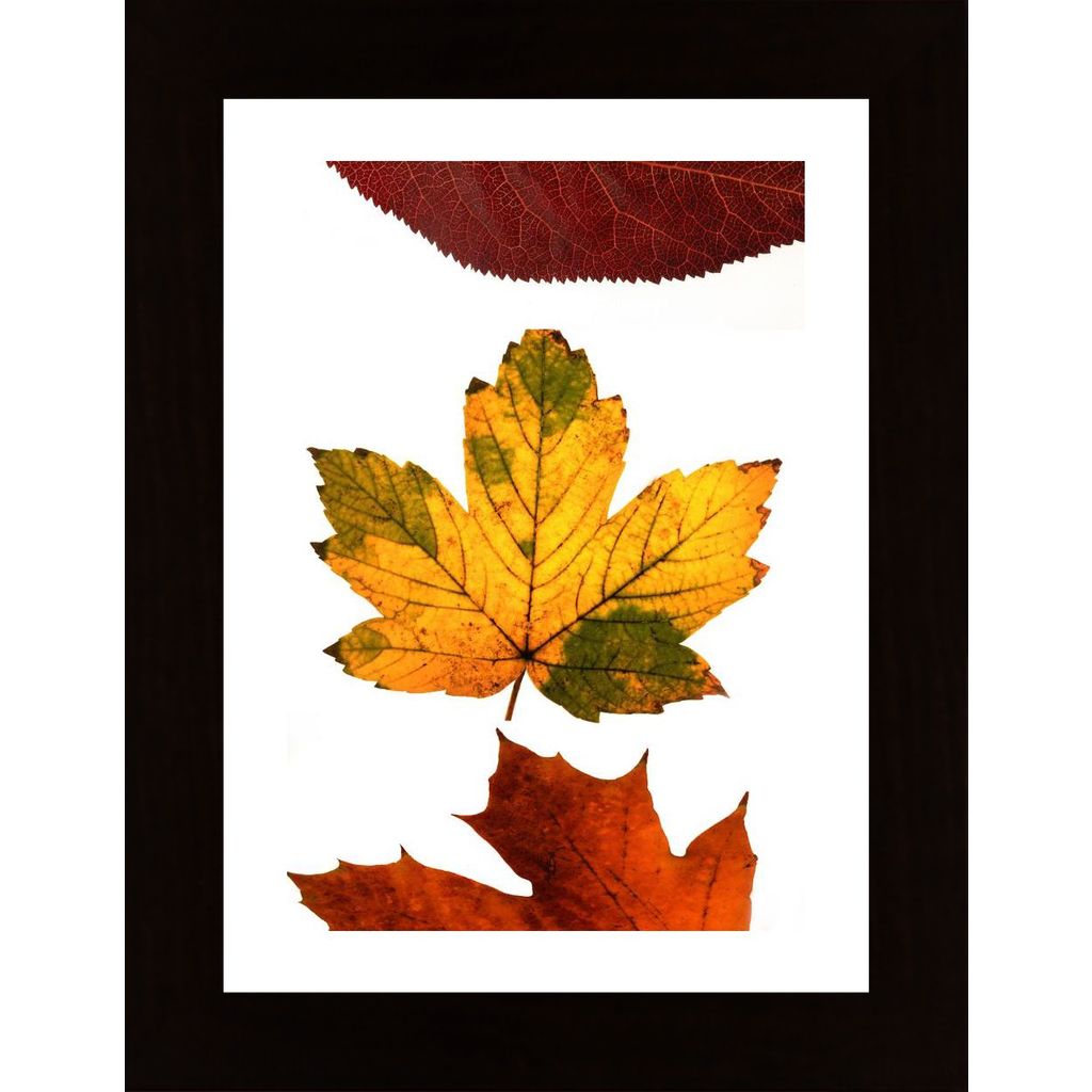 Autumn Leaves Poster