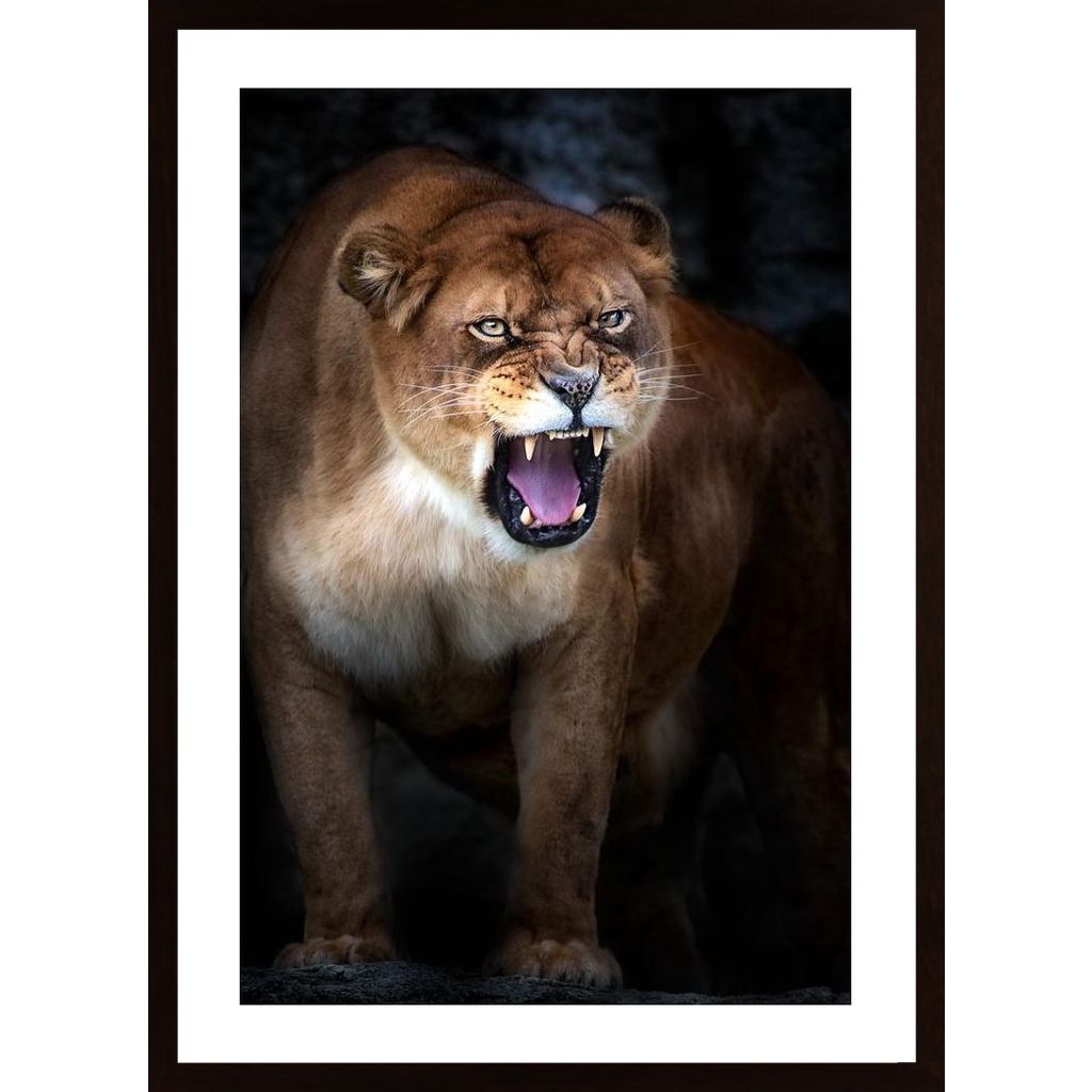 Lion Portrait Plakát