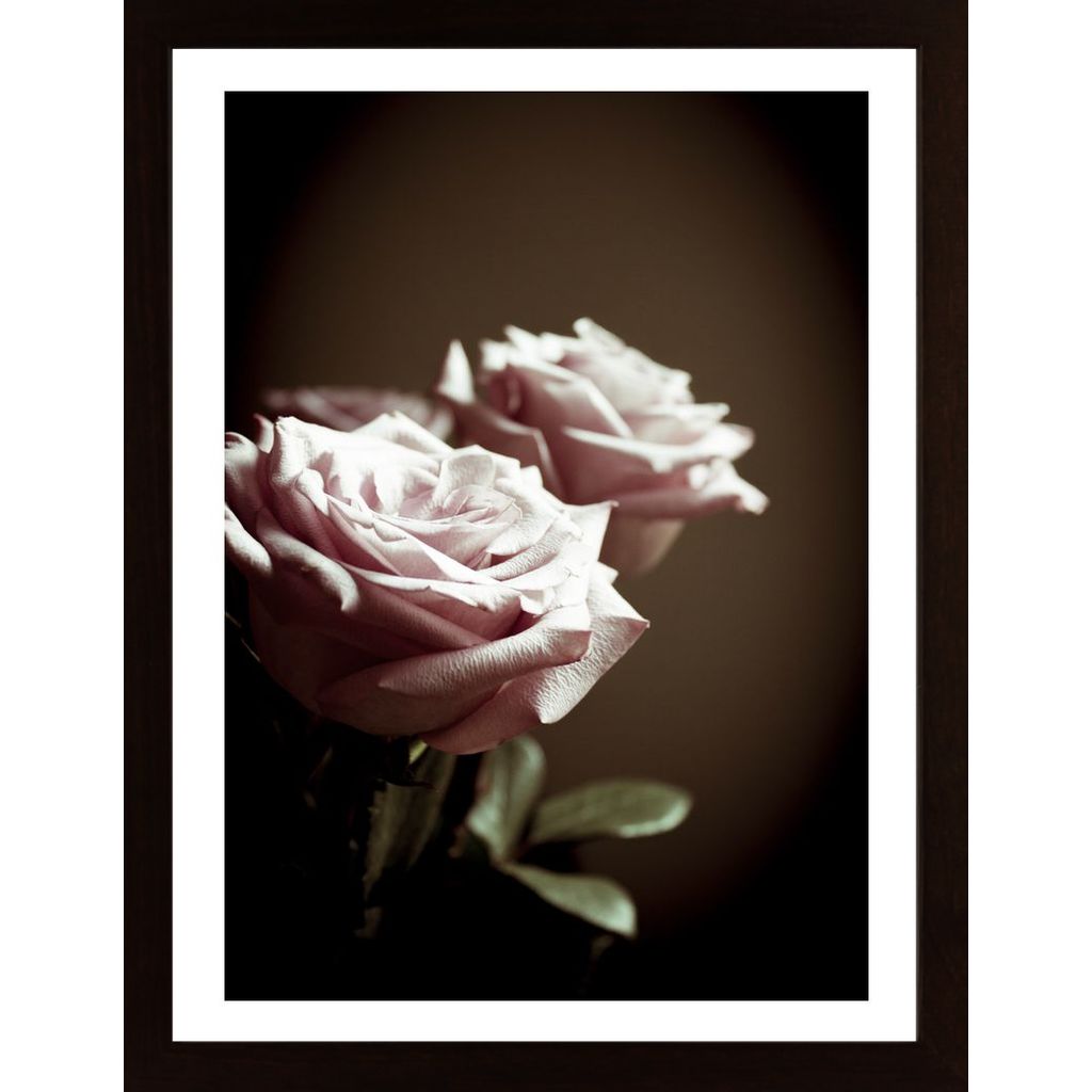 Lilac Rose Poster