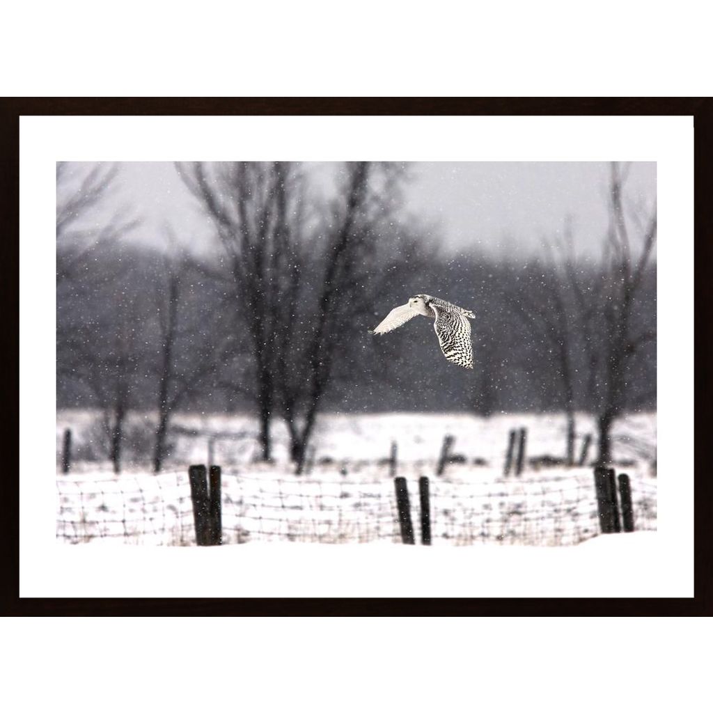 Snowy Owl Flying Through The Snow Affiche