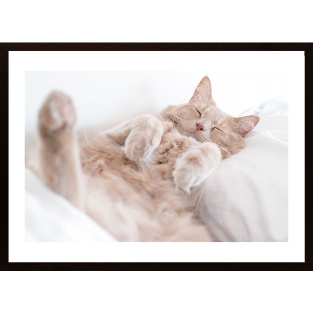 Resting Cat Poster