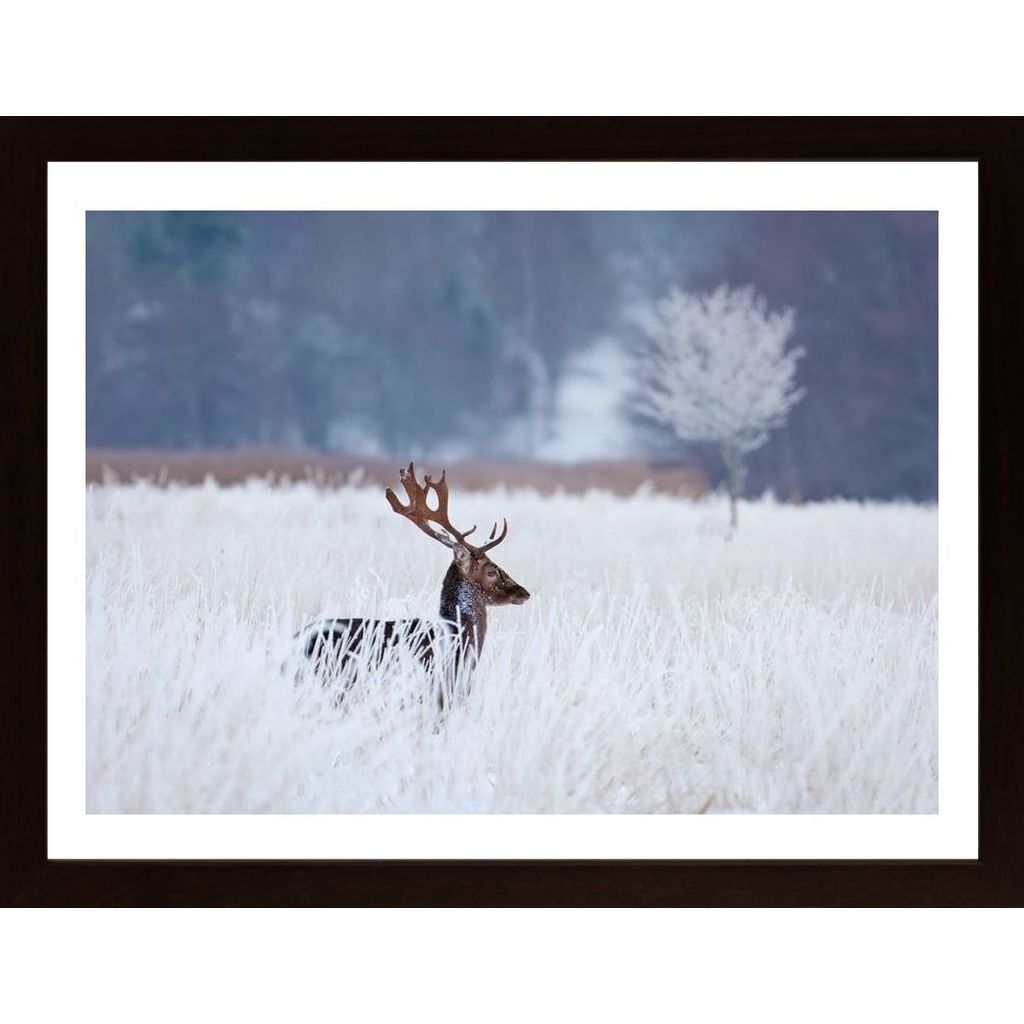 Fallow Deer In The Frozen Winter Landscape Affiche
