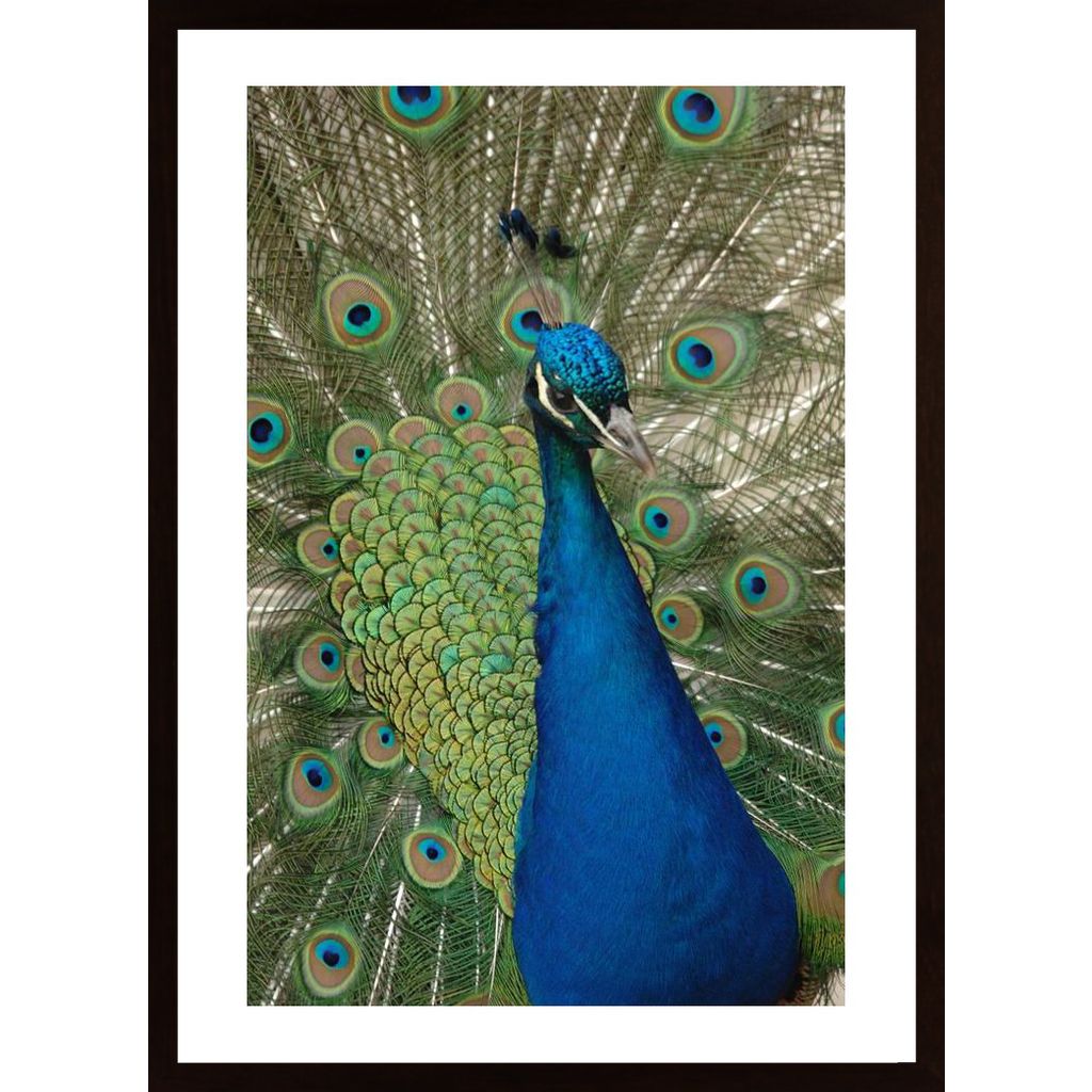 Peacock Portrait Plakát