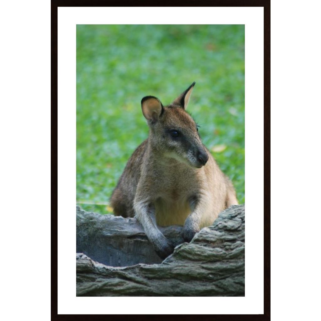 Kangaroo Poster