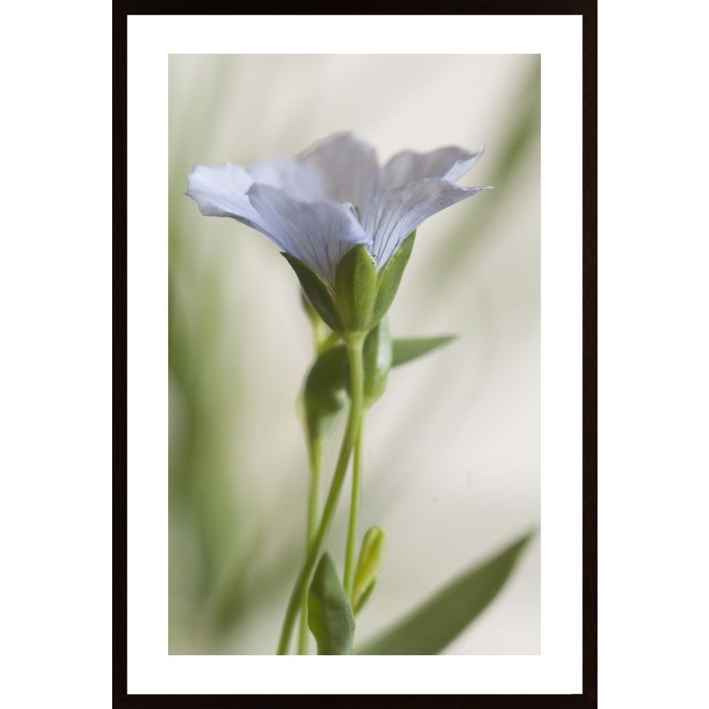 Close Up Of Blue And White Flower Poster