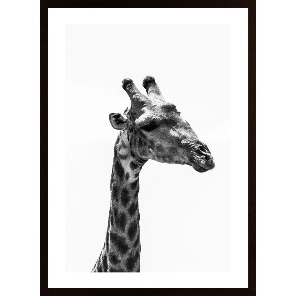 Giraffe Plakát