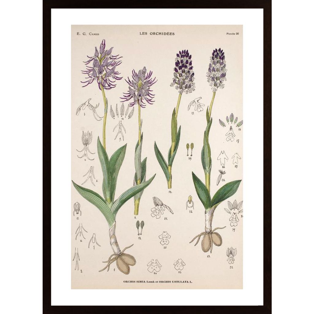 Vintage Flower Orchis Poster