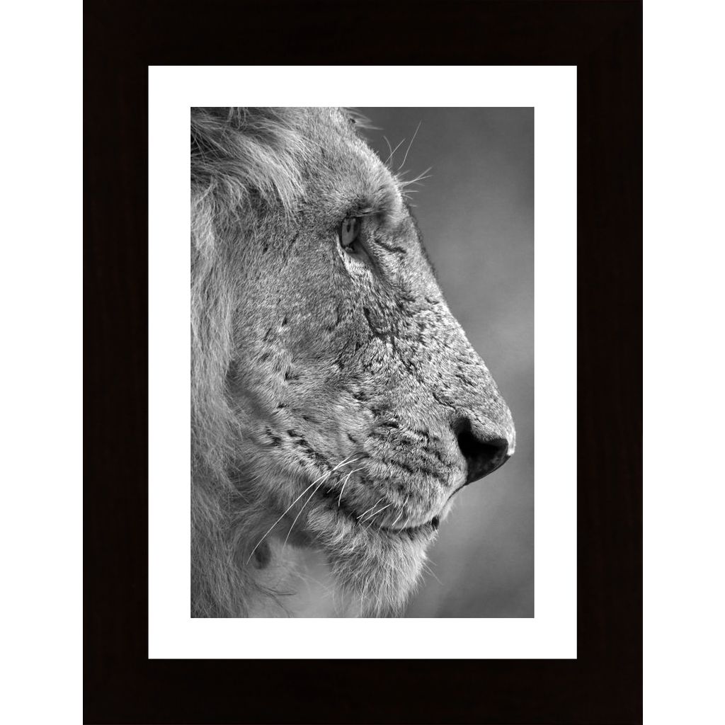 Lion In Profile Affiche