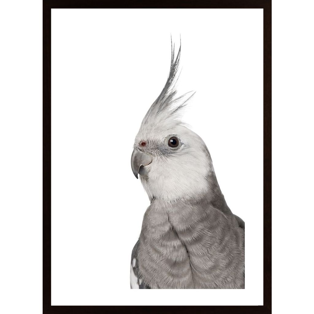 Alert Parrot Poster