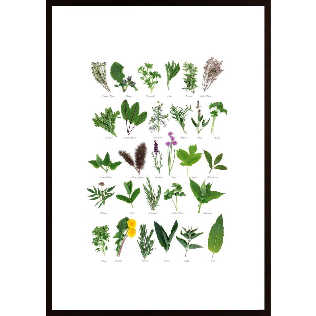 Plants With Names Affiche