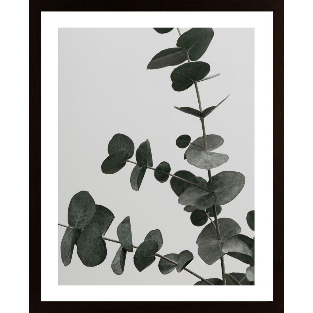 Eucalyptus Natural 05 Poster