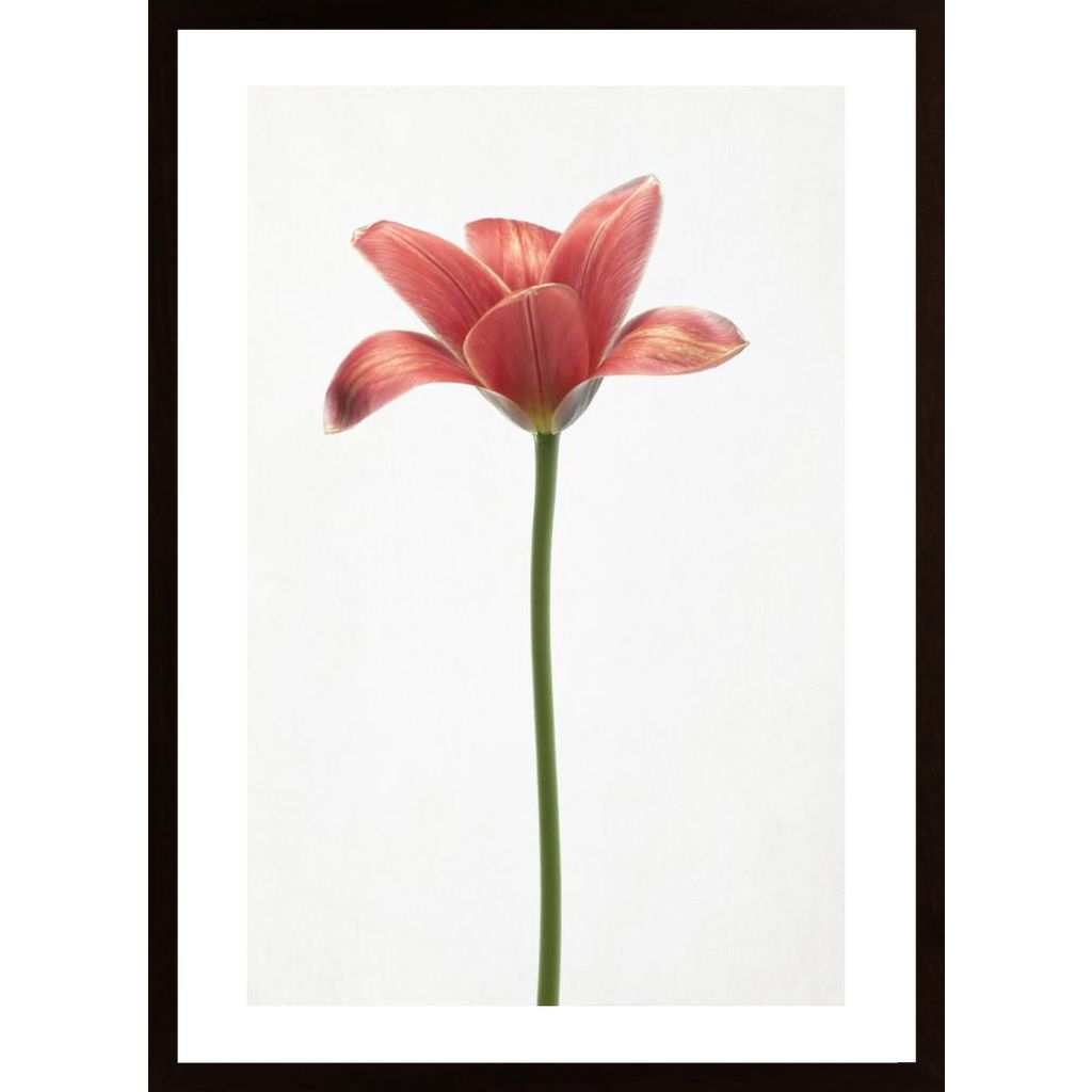 Long Stemmed Tulip Affiche