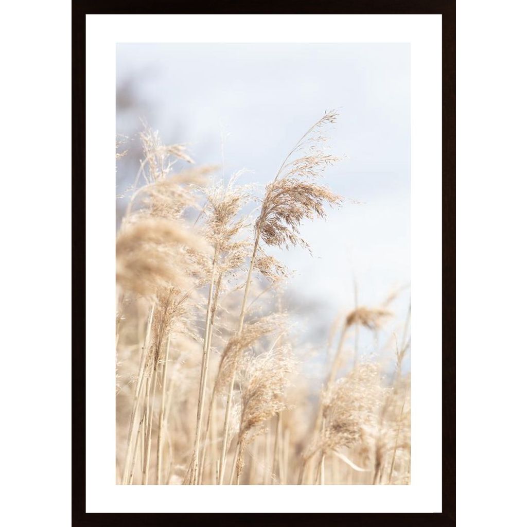 Grass Reed And Sky 3 Poster