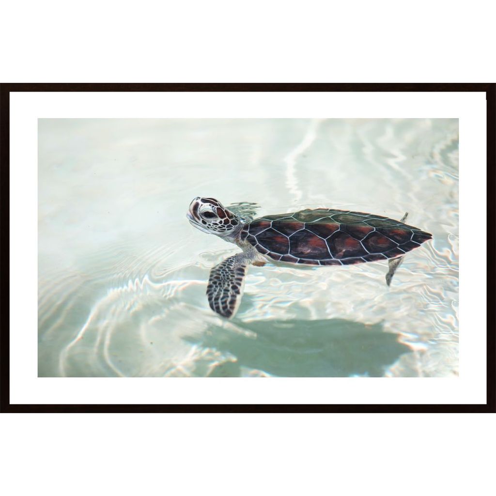 Turtle In Water Plakát