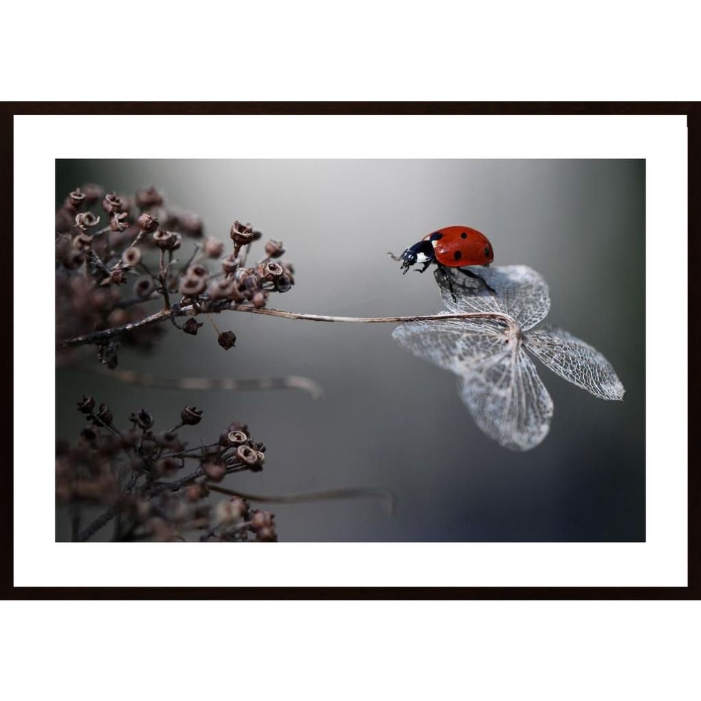 Ladybird On Hydrangea Poster
