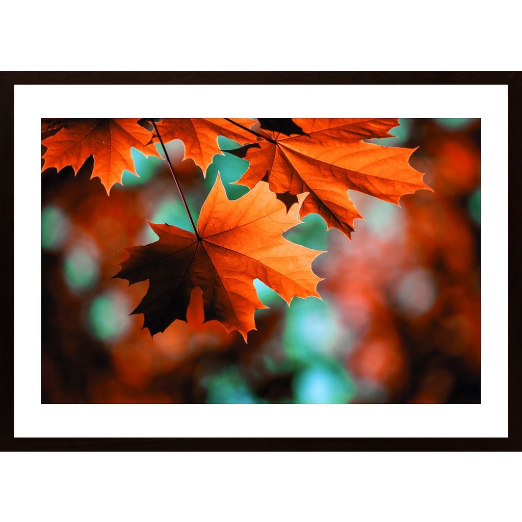 Beautiful Leaves In Autumn Poster