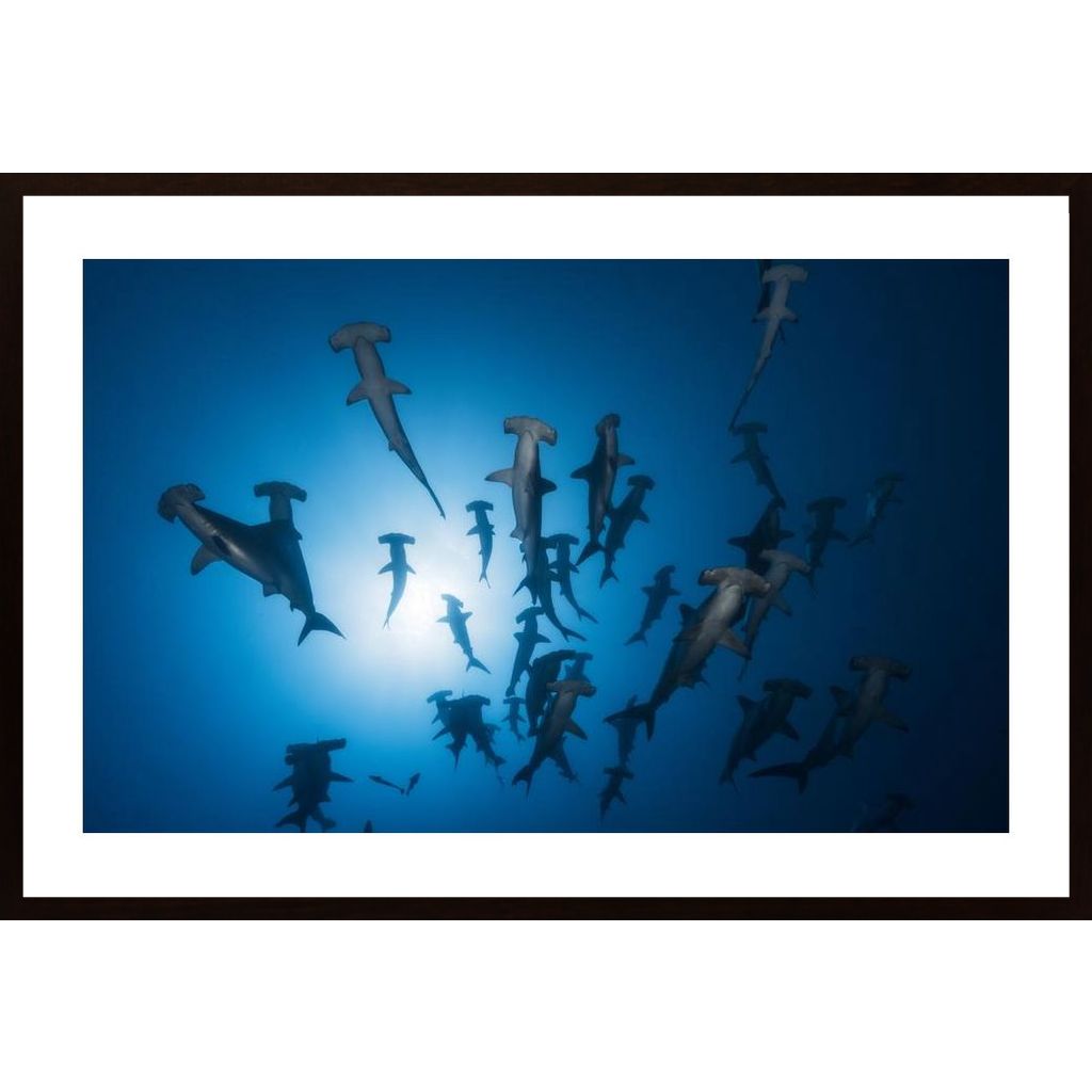 Hammerhead Shark - Underwater Photography Affiche