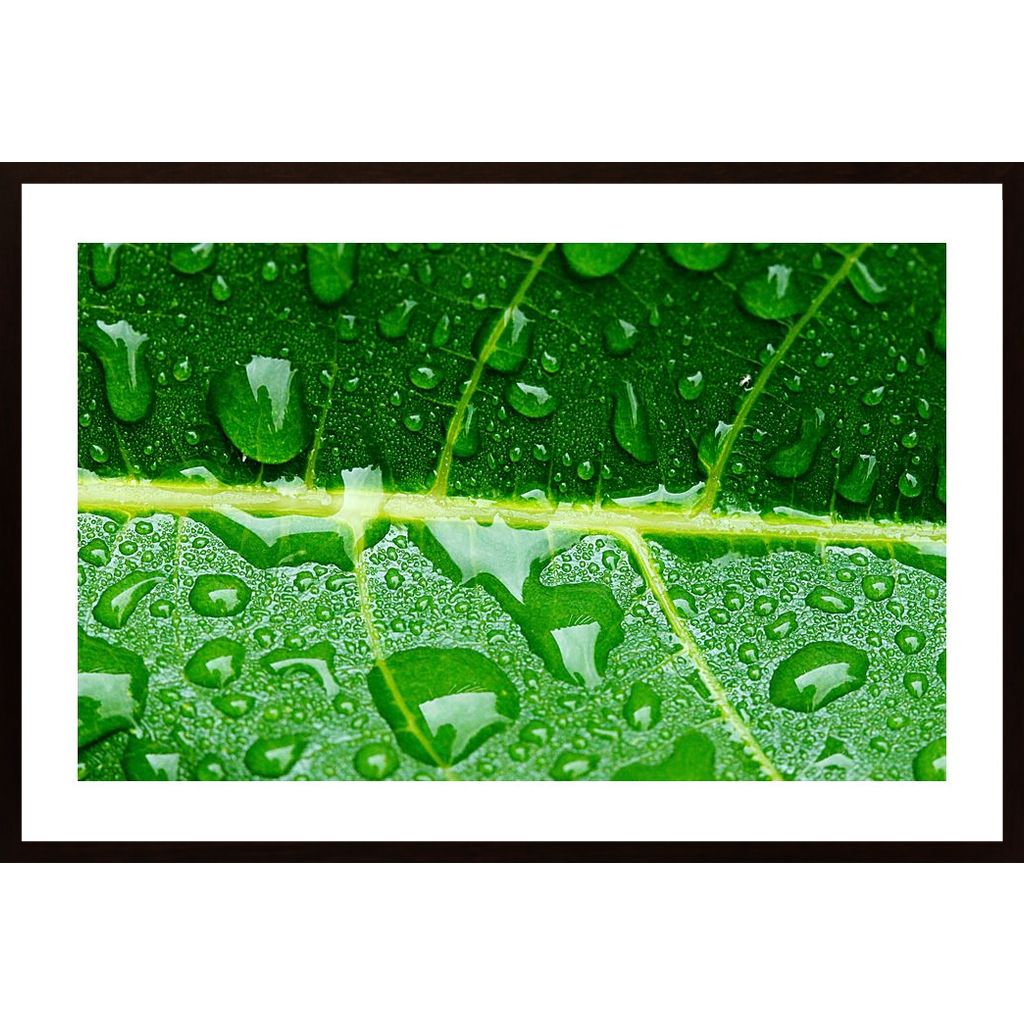 Water Drops On A Leaf 3 Poster