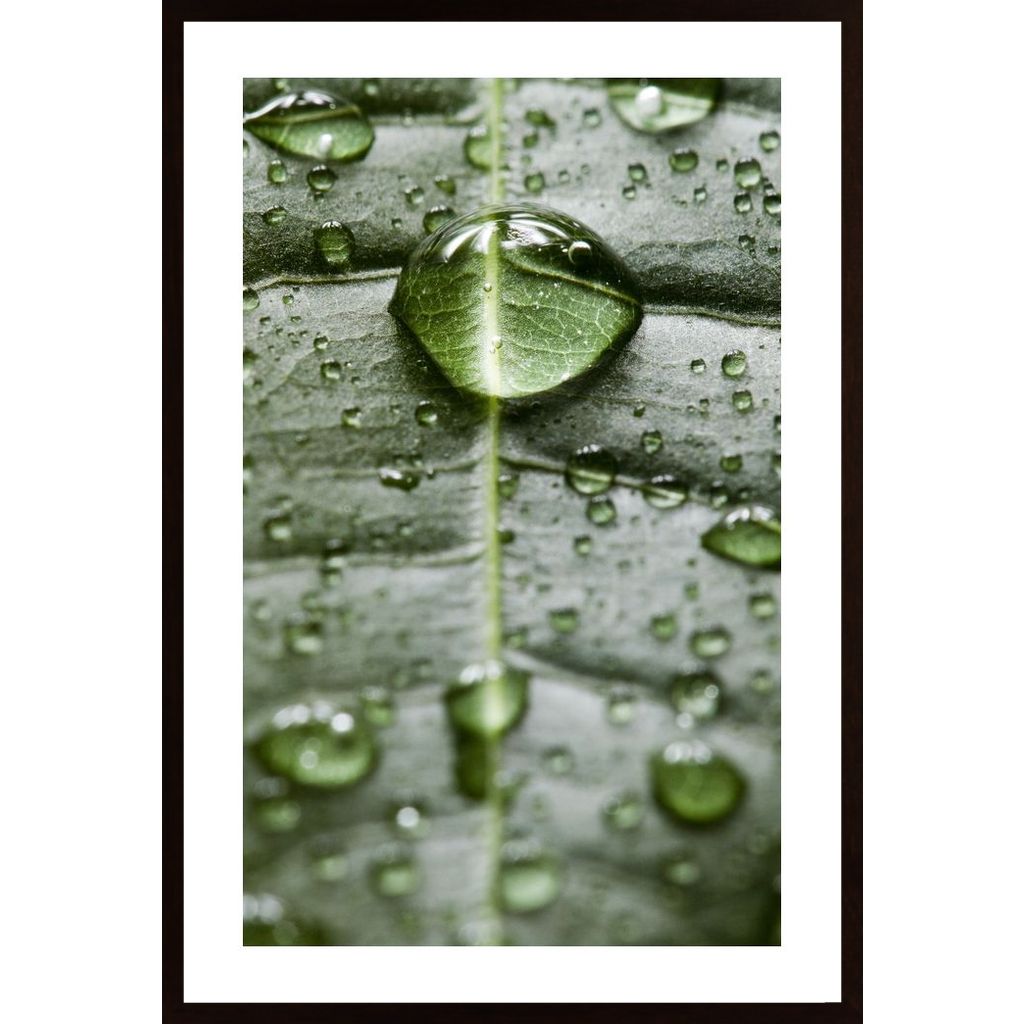 Water Drops On A Leaf 1 Affiche