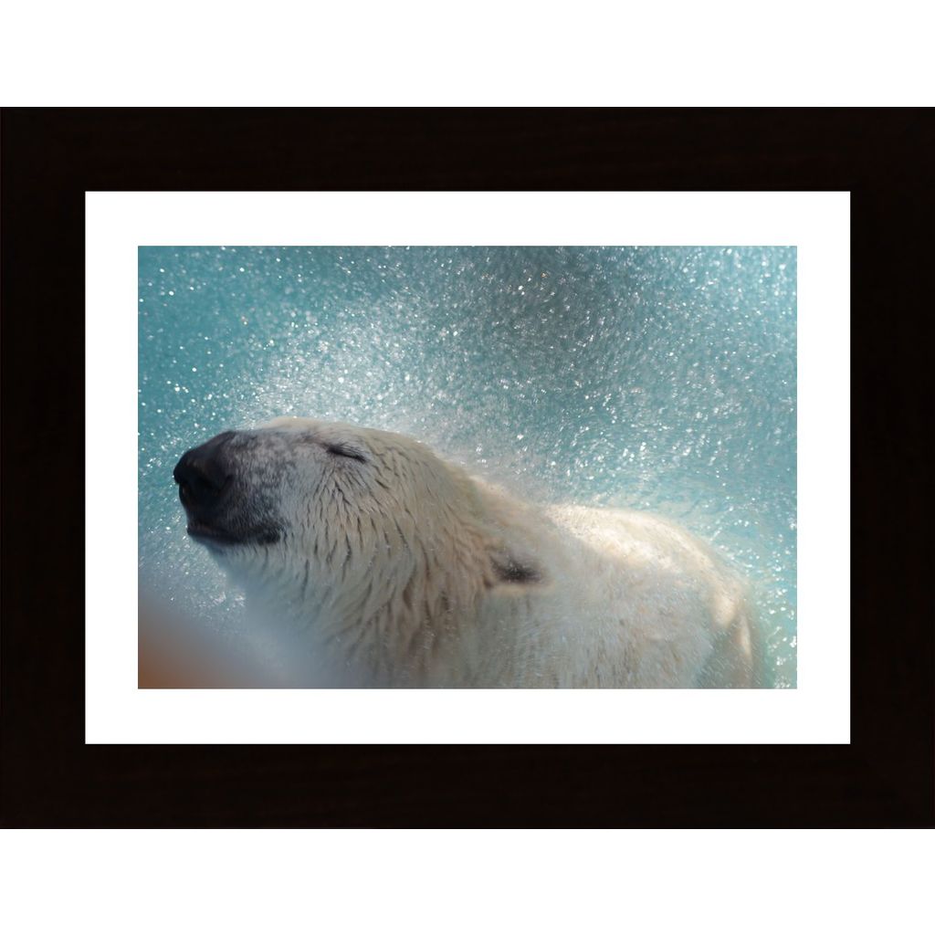 Polar Bear Shakes Off Water Plakát