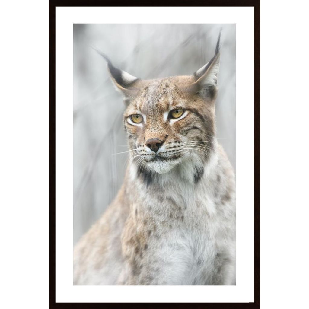 Lynx Portrait In The Fog Plakát