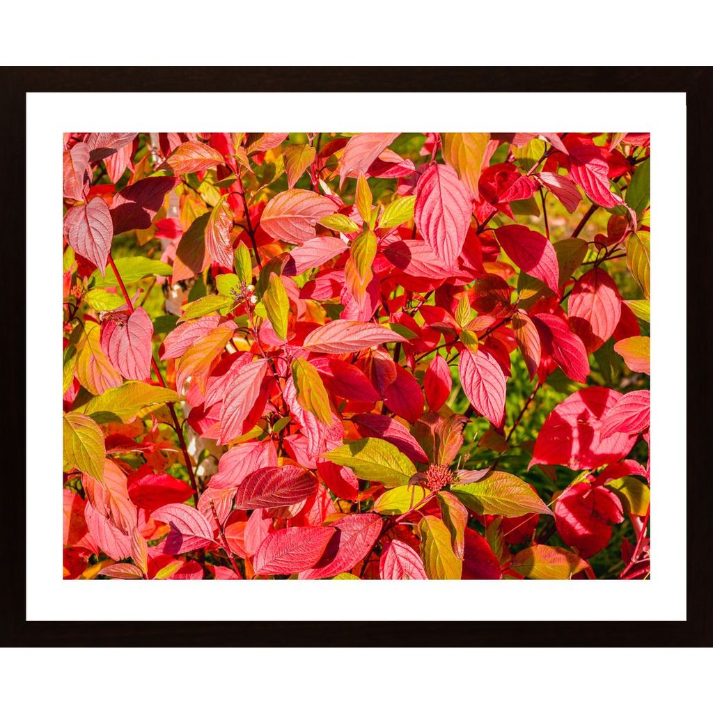 Bush With Red Leaves Affiche