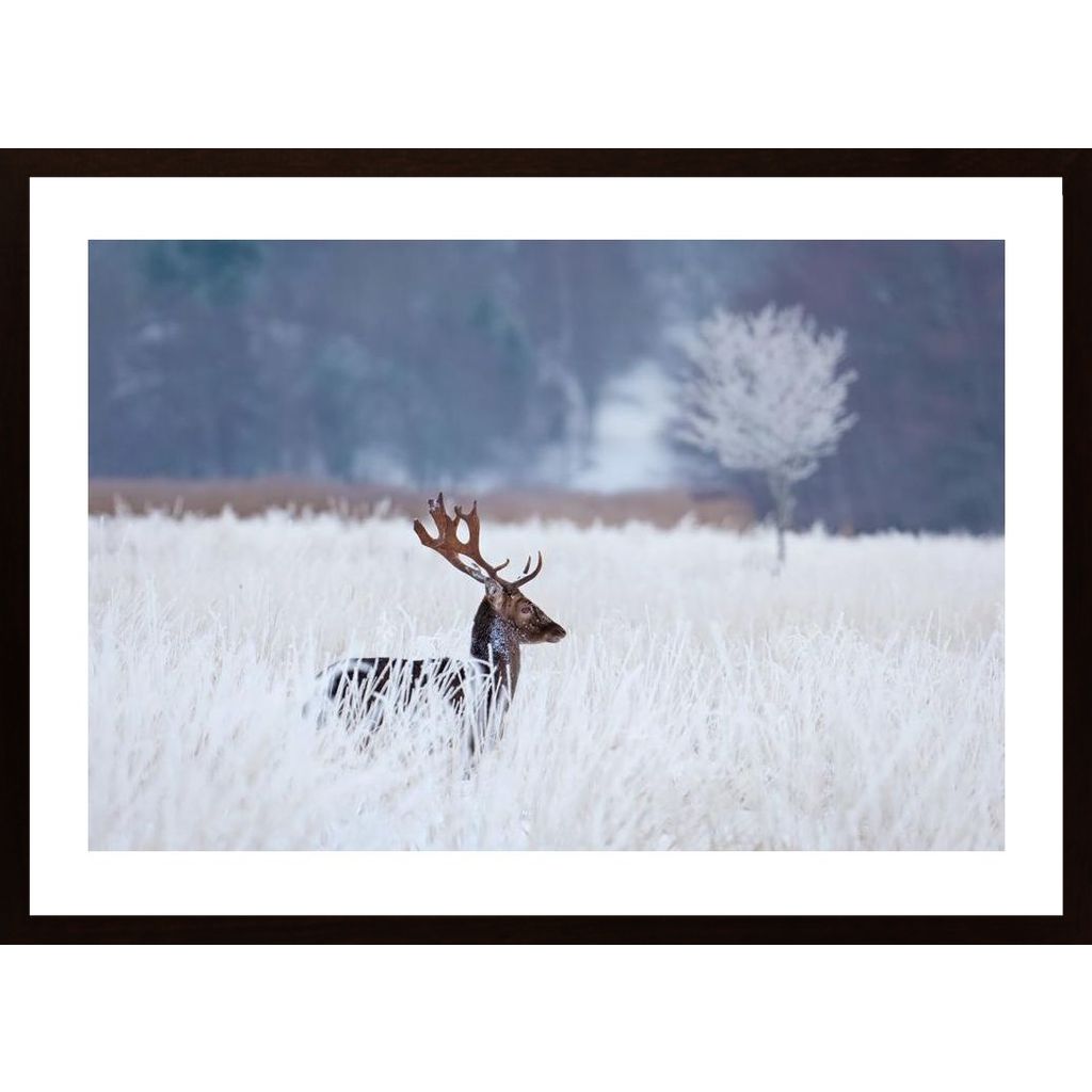 Fallow Deer In The Frozen Winter Landscape Poster