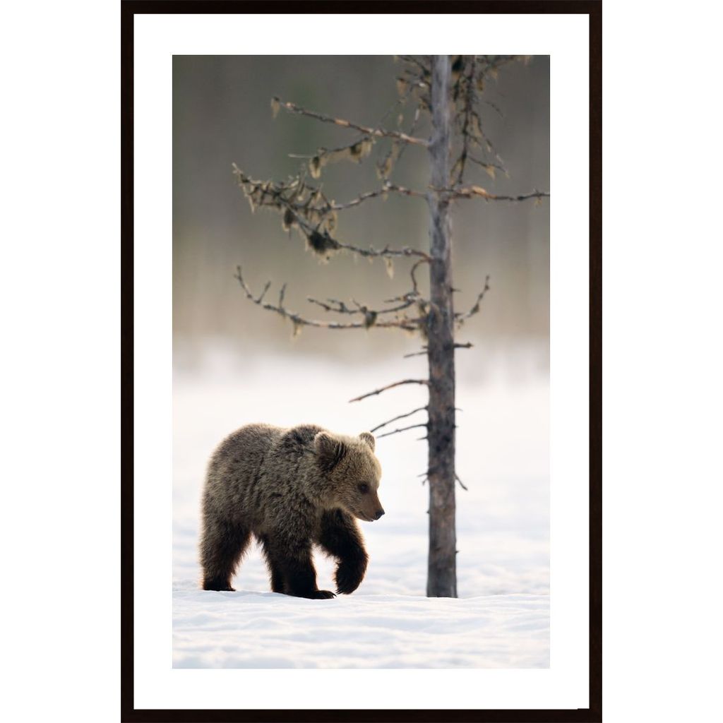 Bear In Winter Forest Plakát