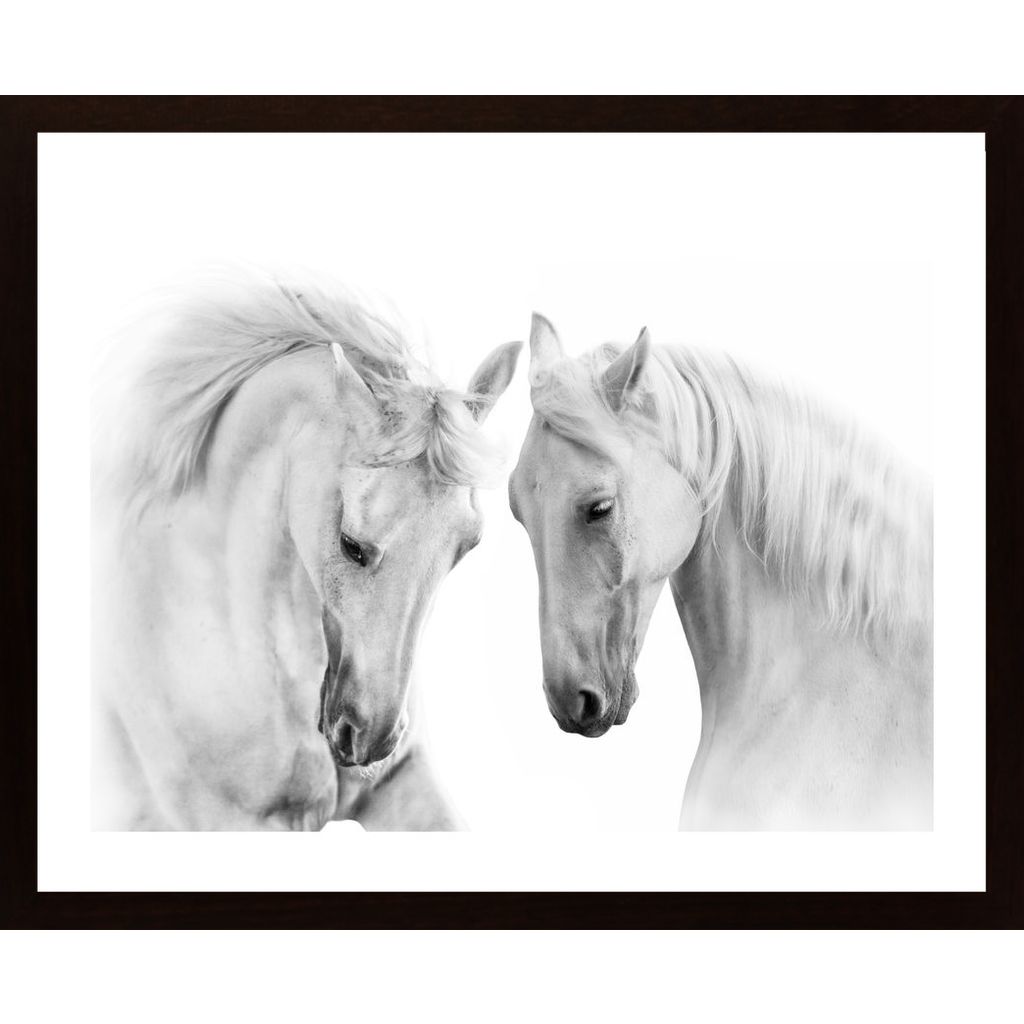 Two White Beautiful Horses Plakát