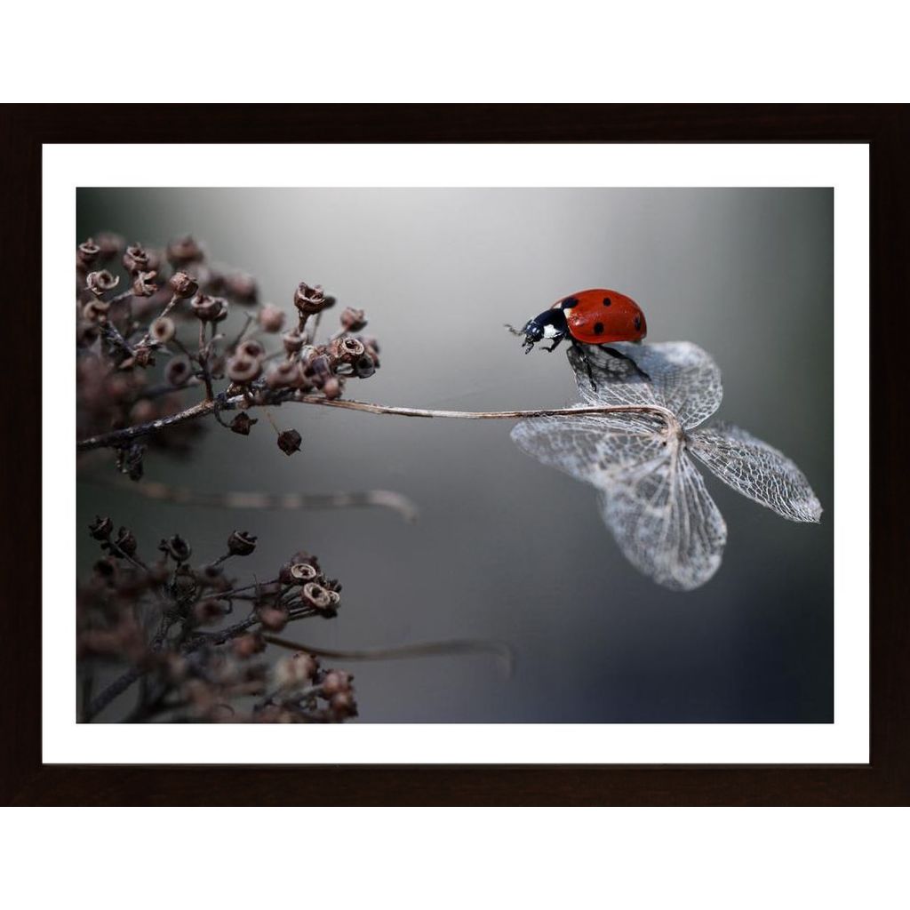 Ladybird On Hydrangea Affiche