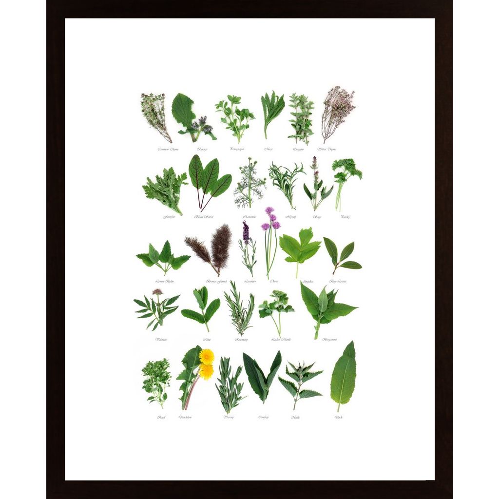 Plants With Names Poster
