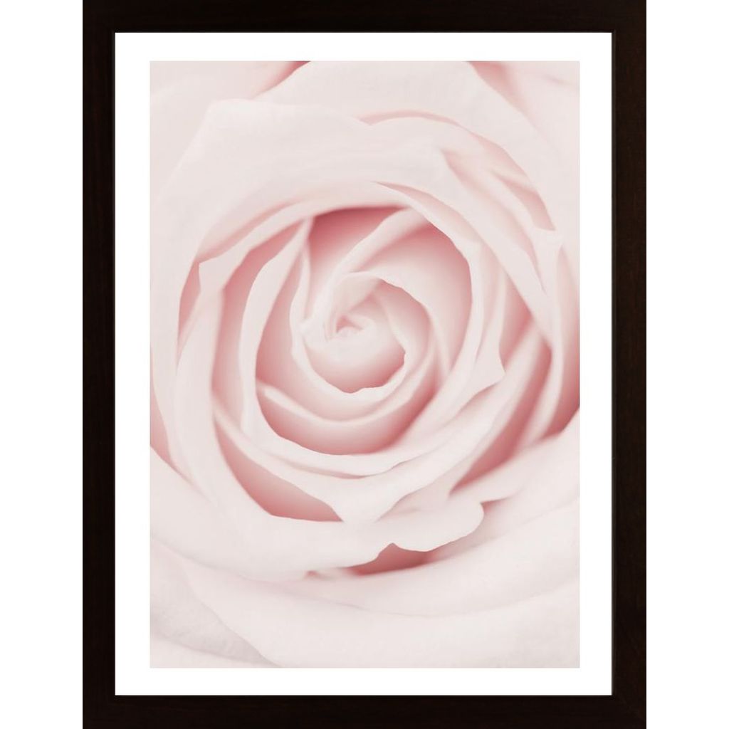 Pink Rose No 02 Plakát