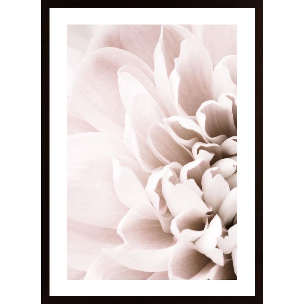 Chrysanthemum No 02 Poster