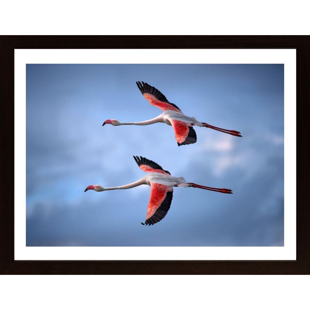 Greater Flamingos Plakát