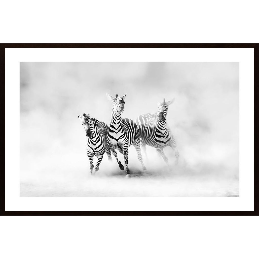 Zebras Plakát